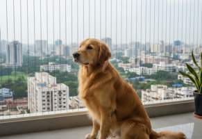 Cat Protection Solutions